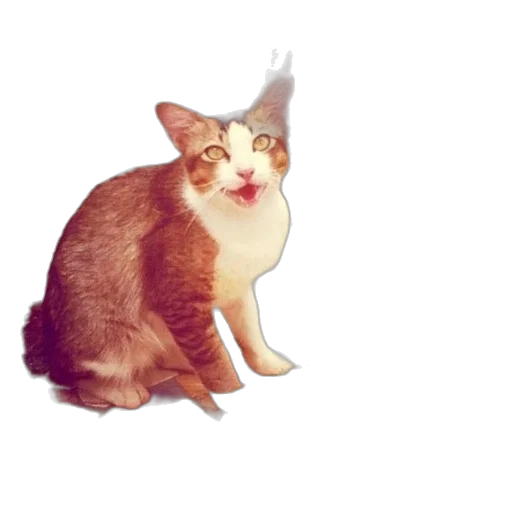 animal, creature, staff, face transparent PNG cut-out