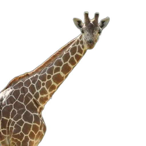 animal, creature, staff, hat transparent PNG cut-out