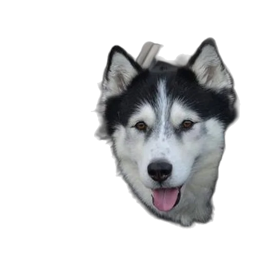 animal, creature, face, staff transparent PNG cut-out
