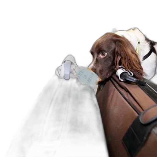 animal, staff, weapon, concept art transparent PNG cut-out