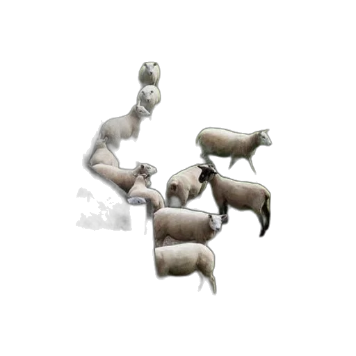 animal, jewelry, food, creature transparent PNG cut-out
