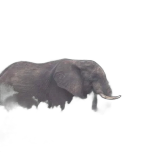animal, creature, car, hair transparent PNG cut-out