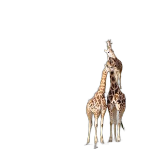 animal, creature, staff, furniture transparent PNG cut-out