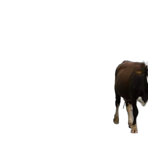 animal, creature, food, weapon transparent PNG cut-out