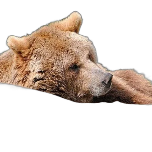 animal, creature, face, staff transparent PNG cut-out