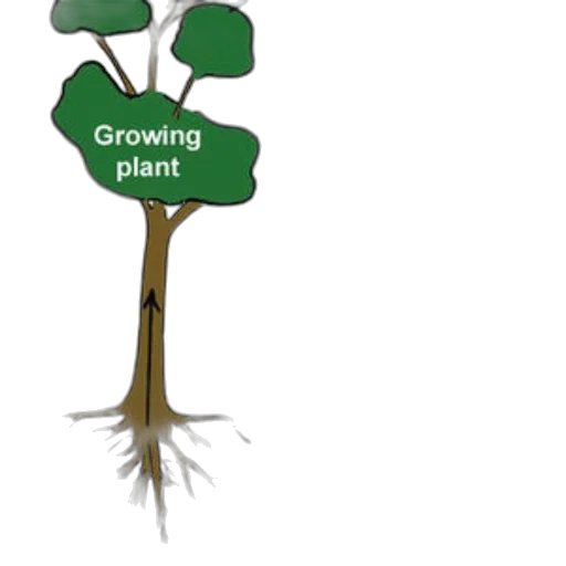 tree, diagram, illustrating, process transparent PNG cut-out