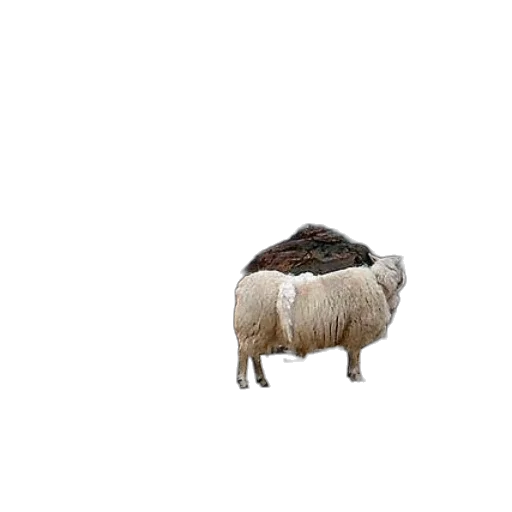 animal, hat, creature, hair transparent PNG cut-out