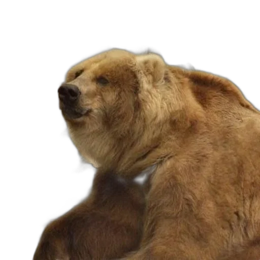 animal, creature, face, hair transparent PNG cut-out