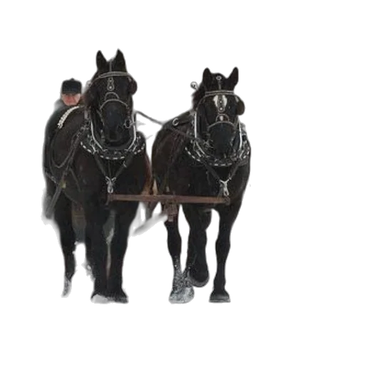 animal, staff, crown, shoes transparent PNG cut-out