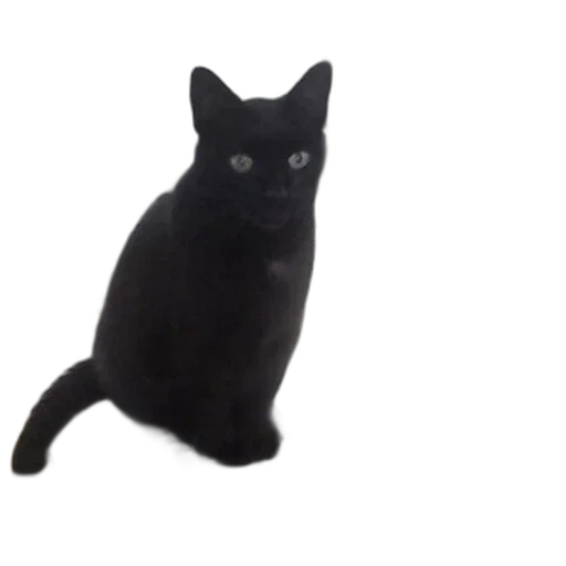 animal, creature, staff, robot transparent PNG cut-out