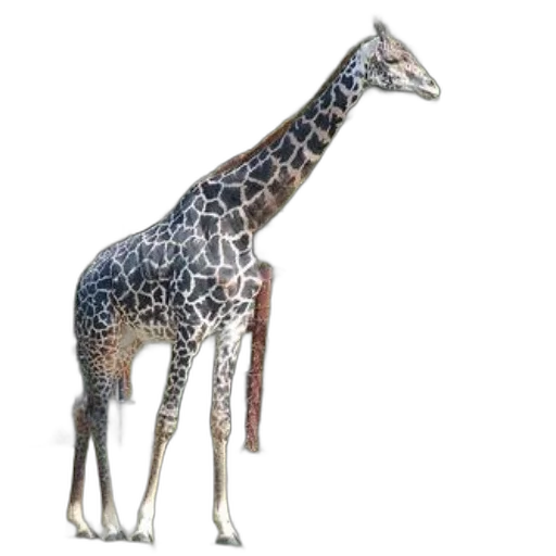 animal, creature, staff, jewelry transparent PNG cut-out