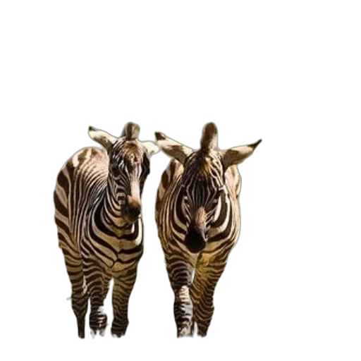 animal, creature, shoes, furniture transparent PNG cut-out
