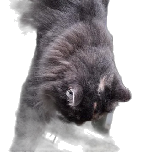 animal, creature, dragon, staff transparent PNG cut-out