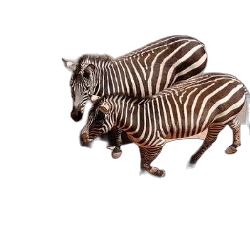 animal, creature, jewelry, weapon transparent PNG cut-out
