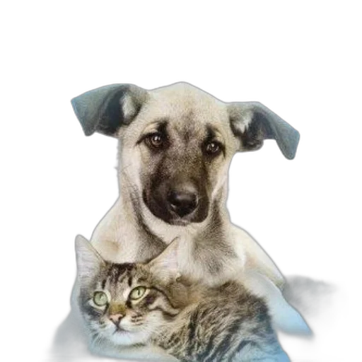 animal, staff, photorealistic, concept art transparent PNG cut-out