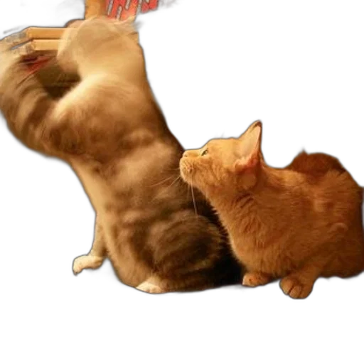animal, food, photorealistic, concept art transparent PNG cut-out