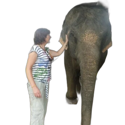 animal, creature, staff, umbrella transparent PNG cut-out