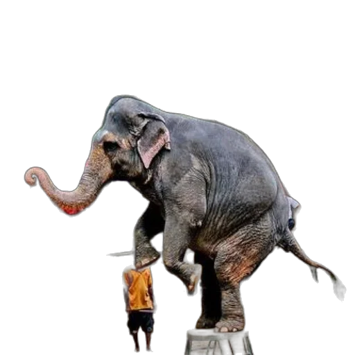 animal, creature, staff, robot transparent PNG cut-out