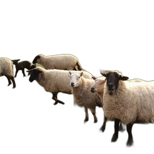 animal, 3d render, photorealistic, group transparent PNG cut-out