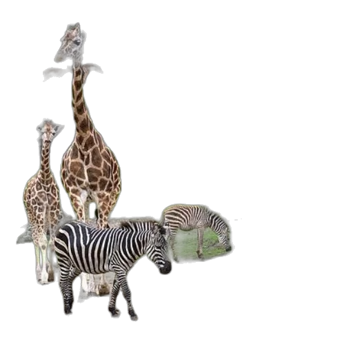 animal, creature, furniture, hat transparent PNG cut-out