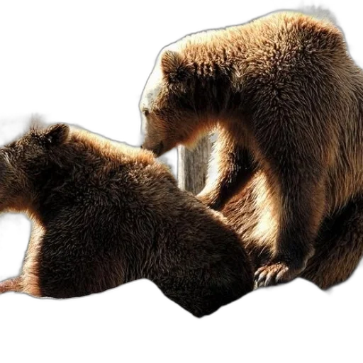 animal, creature, concept art, photorealistic transparent PNG cut-out