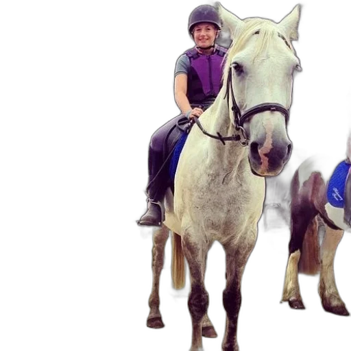 person, riding, white, horse transparent PNG cut-out