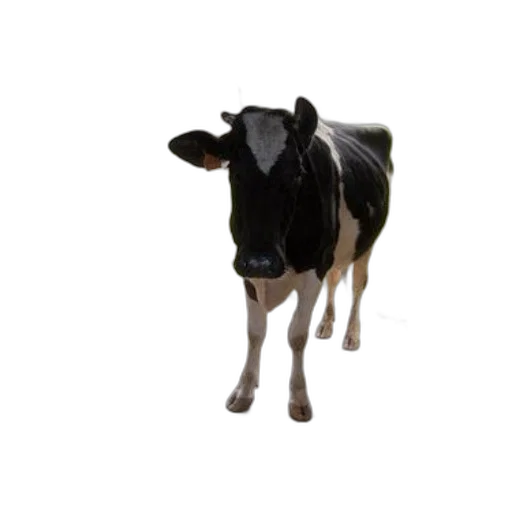 animal, creature, robot, food transparent PNG cut-out
