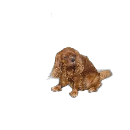 animal, creature, staff, hair transparent PNG cut-out