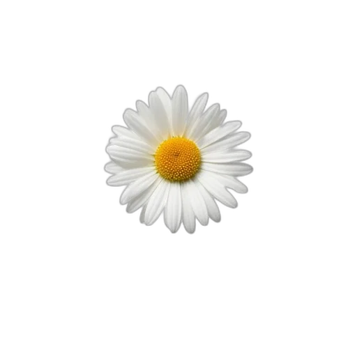 flower, crown, jewelry, weapon transparent PNG cut-out