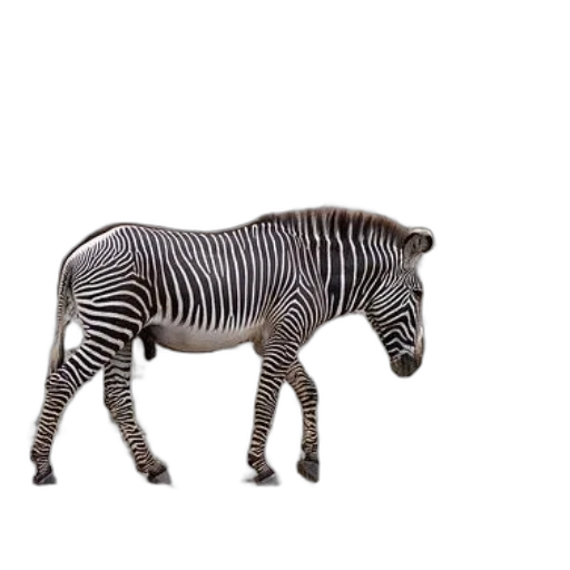 animal, creature, jewelry, furniture transparent PNG cut-out