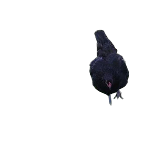 animal, creature, hat, staff transparent PNG cut-out