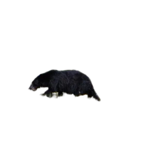 animal, creature, hair, hat transparent PNG cut-out