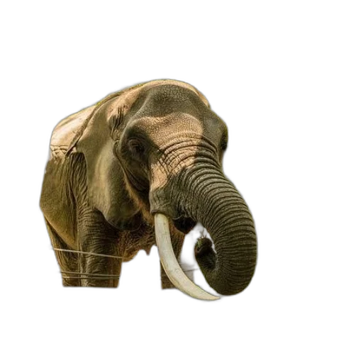 animal, creature, weapon, hat transparent PNG cut-out