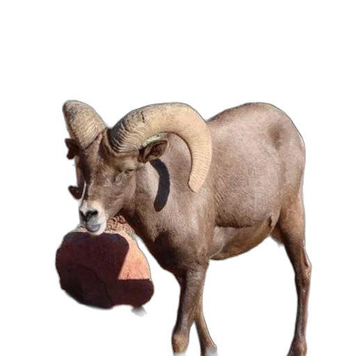 animal, hat, creature, food transparent PNG cut-out