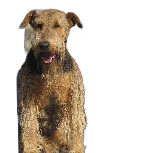 animal, creature, photorealistic, wet transparent PNG cut-out