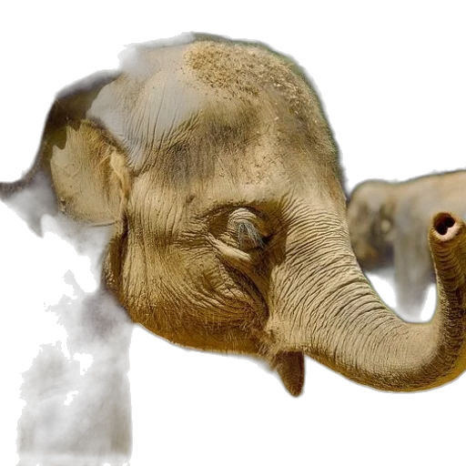 animal, mask, creature, photorealistic transparent PNG cut-out