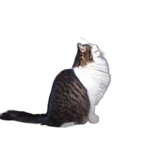 animal, staff, creature, robot transparent PNG cut-out