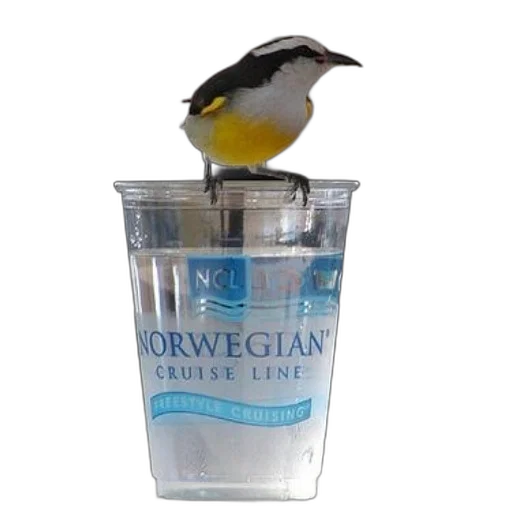 animal, bottle, food, 3d render transparent PNG cut-out