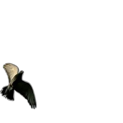 animal, creature, dragon, staff transparent PNG cut-out