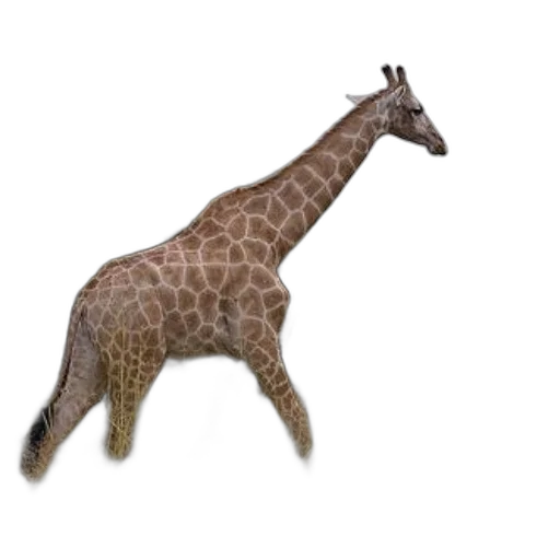 animal, creature, staff, weapon transparent PNG cut-out