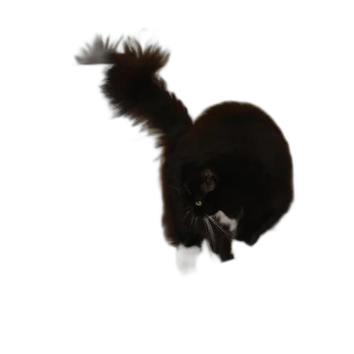 hair, animal, staff, hat transparent PNG cut-out