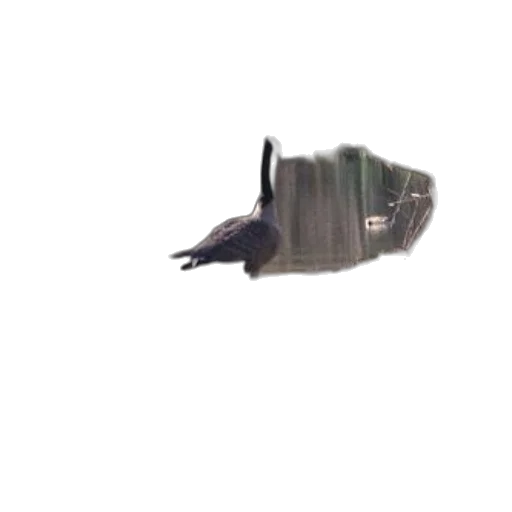 creature, animal, hat, shoes transparent PNG cut-out