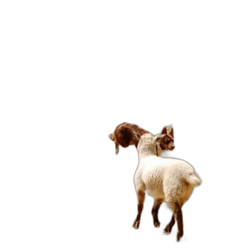 animal, hair, staff, creature transparent PNG cut-out