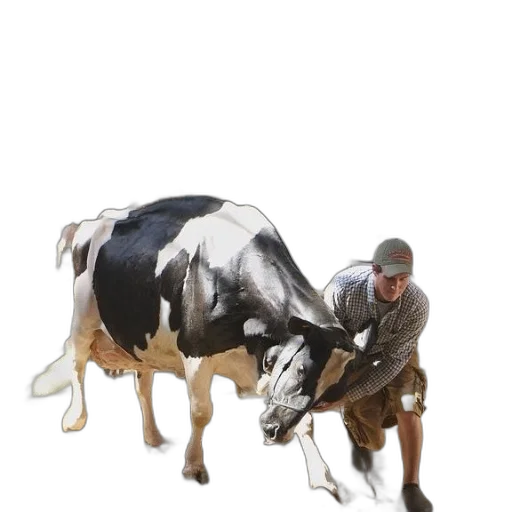 animal, weapon, creature, food transparent PNG cut-out