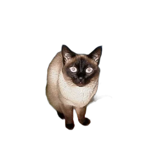 animal, staff, creature, face transparent PNG cut-out