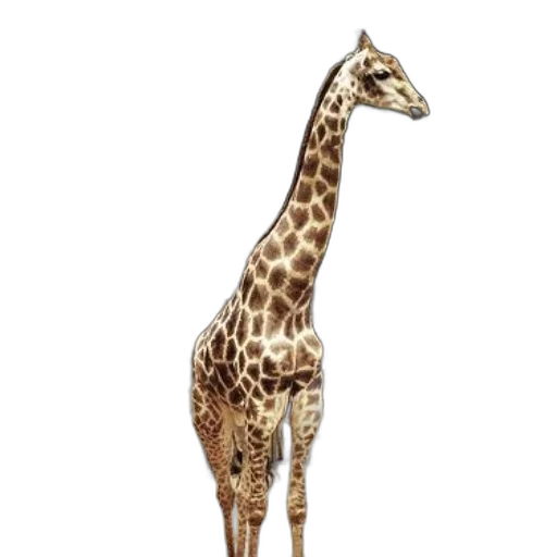 animal, creature, staff, dress transparent PNG cut-out