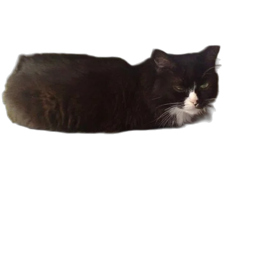 animal, creature, hat, staff transparent PNG cut-out
