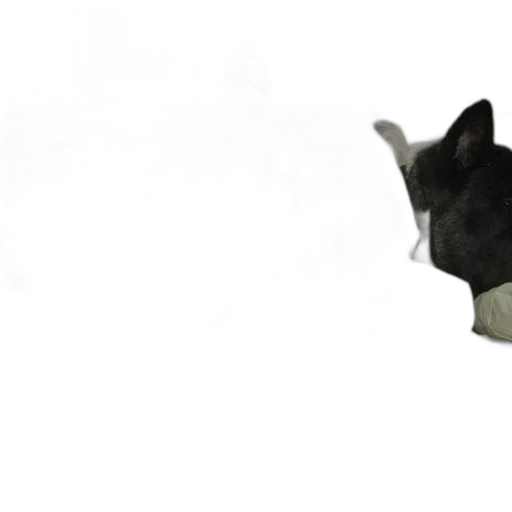 mask, animal, staff, hat transparent PNG cut-out