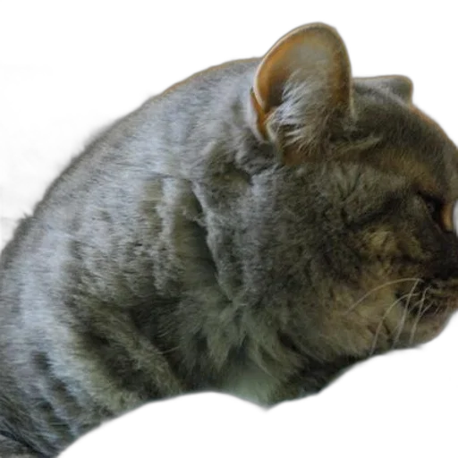 animal, creature, staff, hat transparent PNG cut-out