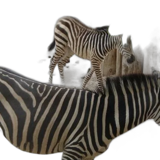 animal, 3d render, concept art, photorealistic transparent PNG cut-out